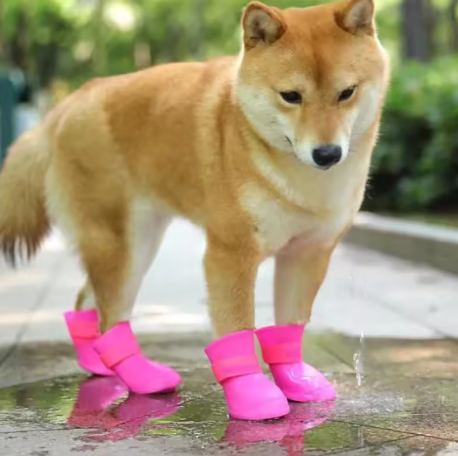 Chien portant les chaussons de protection des pattes SûrePatte