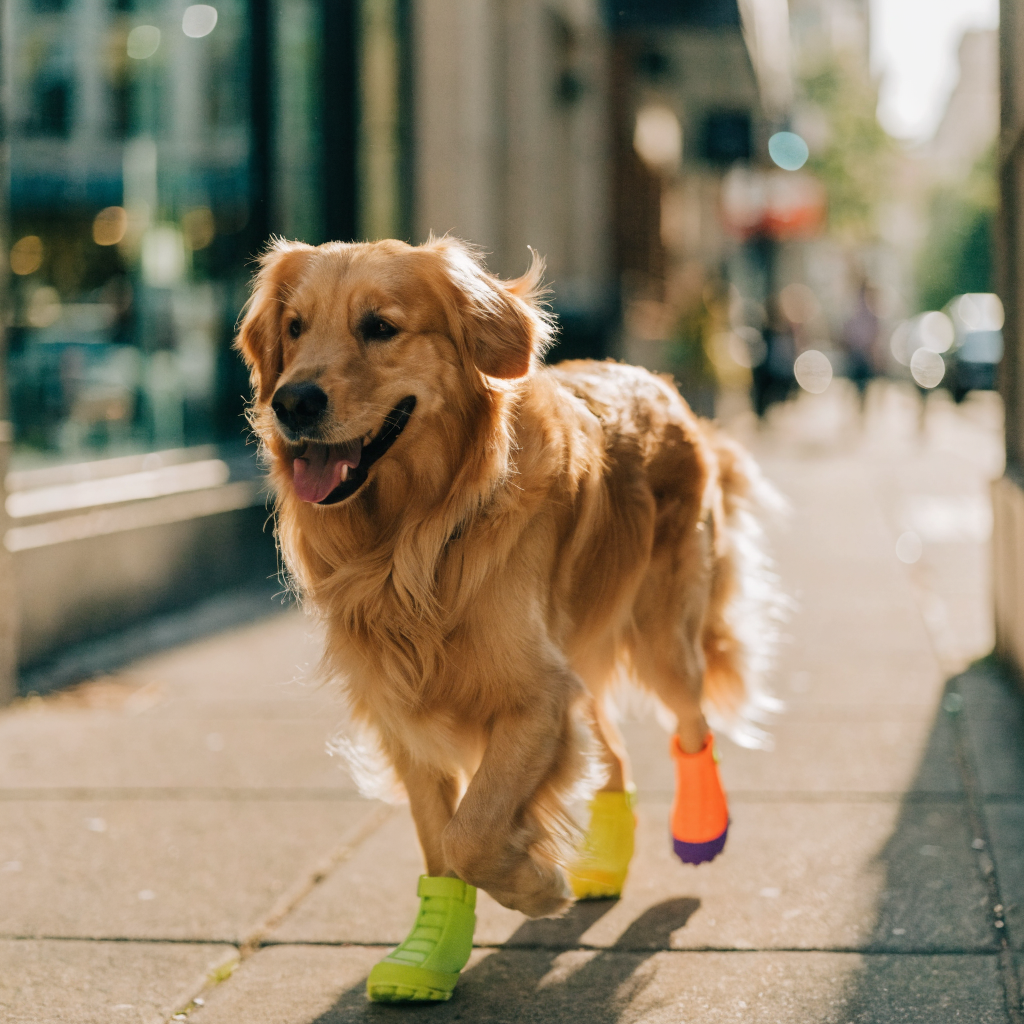 Chien portant les chaussons SûrePatte en balade estivale au soleil