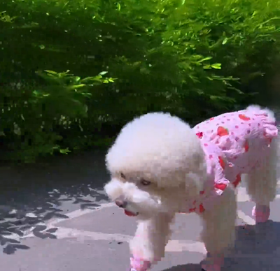 SûrePatte chaussons chien 3